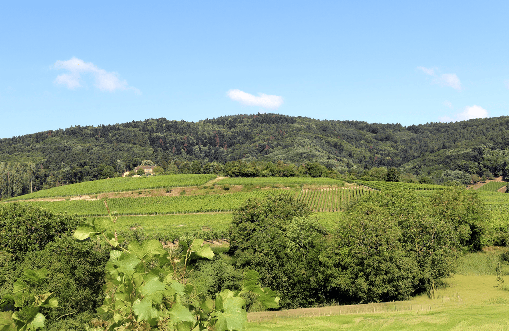 Weine Gut Zind-Humbrecht