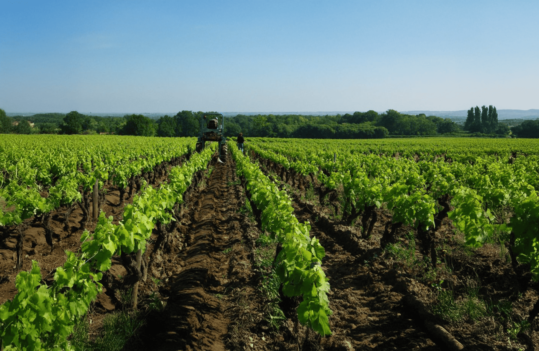 die Geschichte der Domaine Jo Landron
