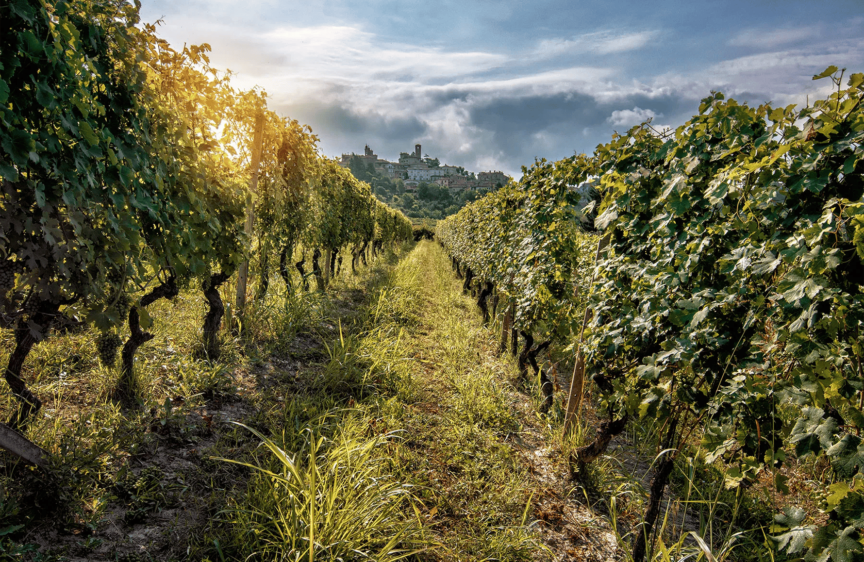 Vins La Spinetta - Italie
