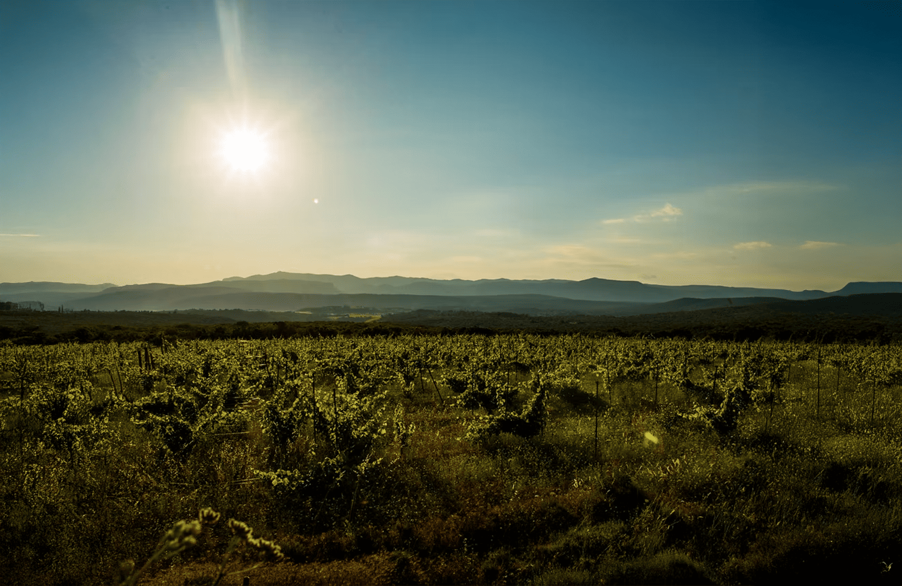 Vins Mas des Agrunelles