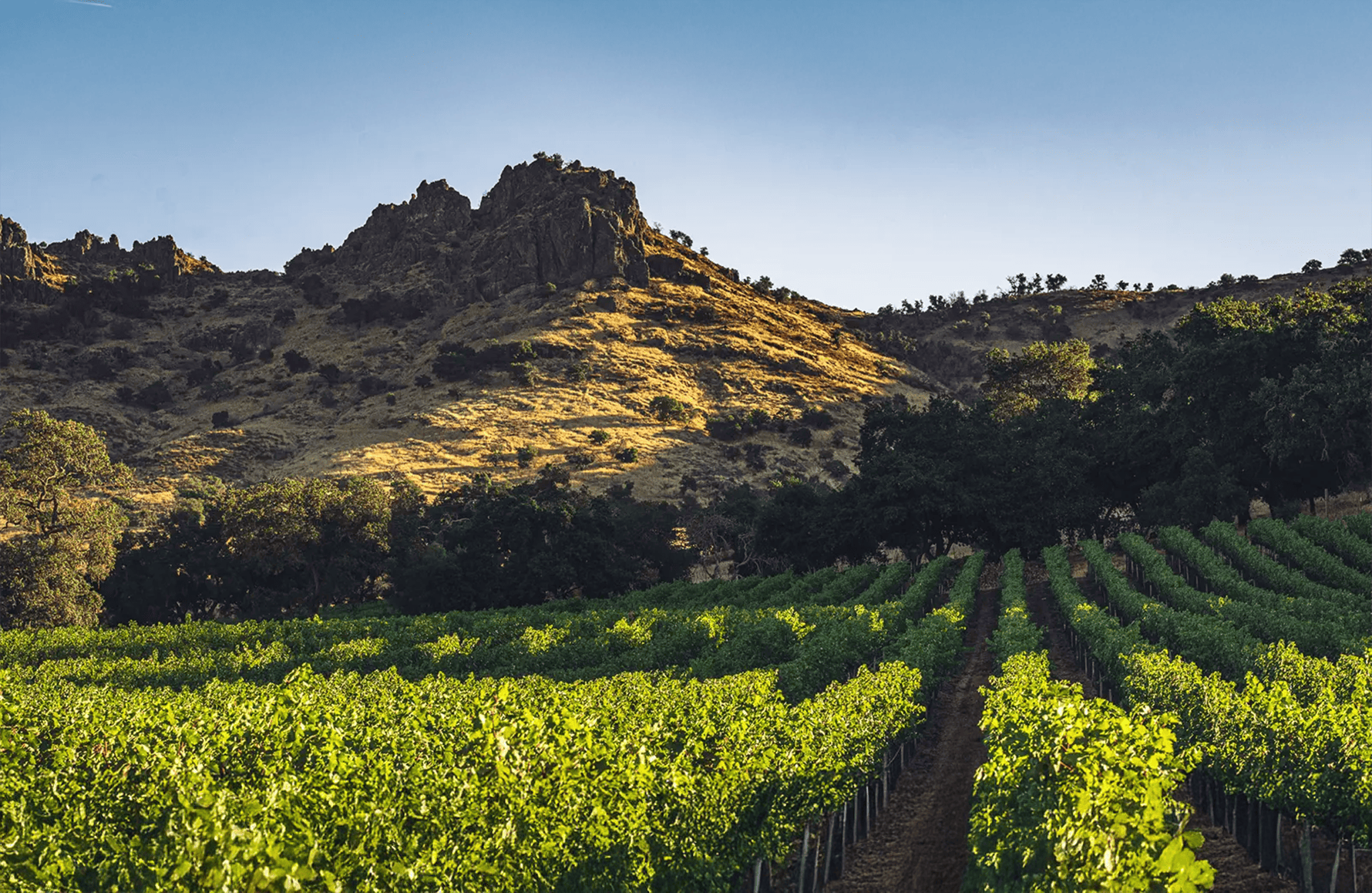 die Geschichte der Stag's Leap - Napa Valley
