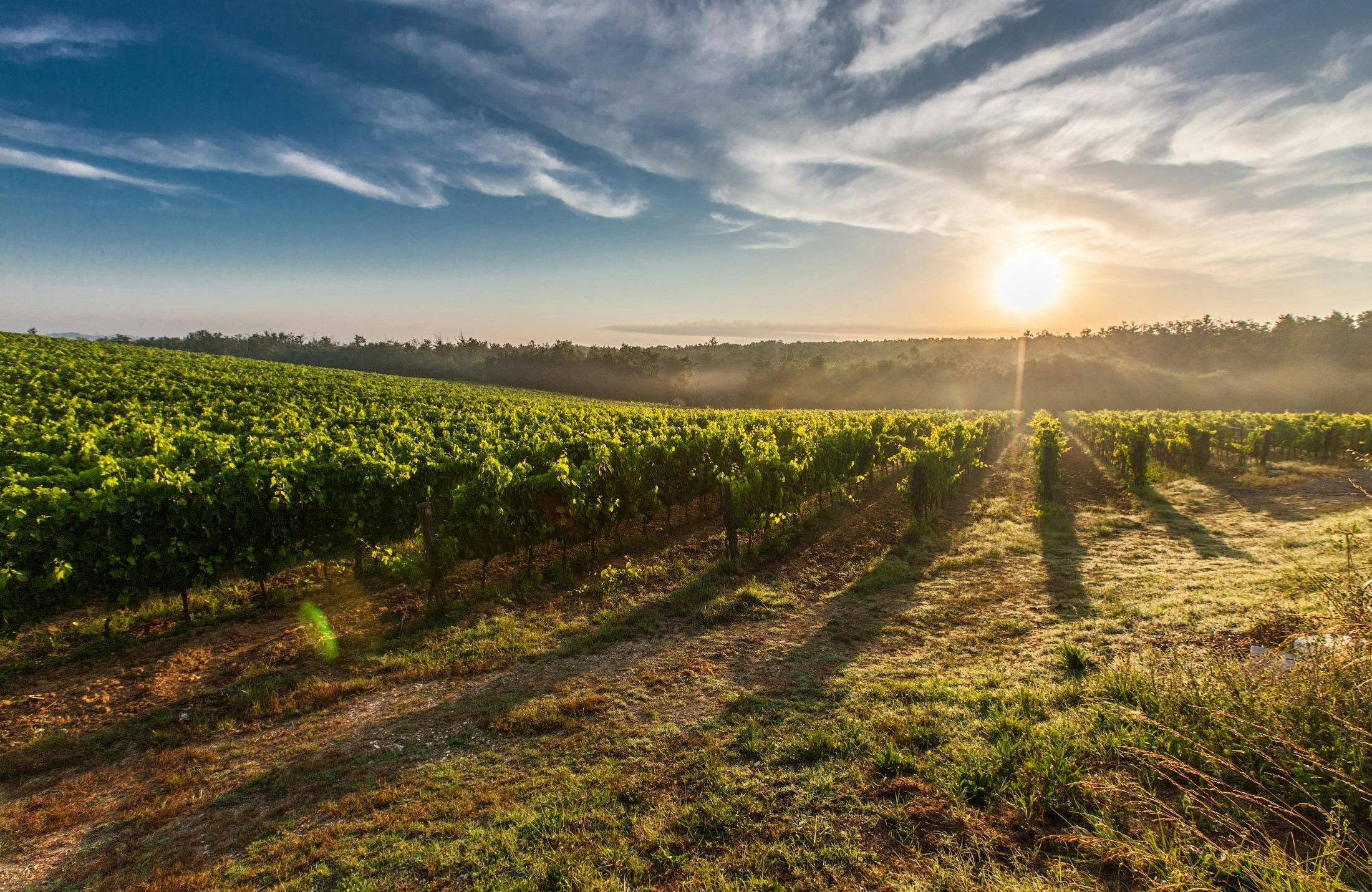 Weine Almaviva - Chile